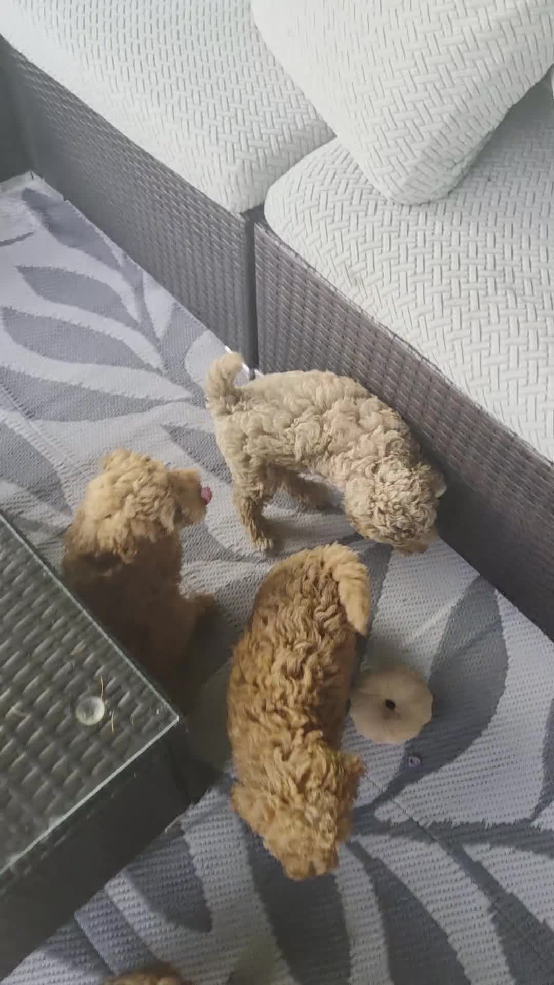 Mini Goldendoodle dogs for sale: Chase - Video 2