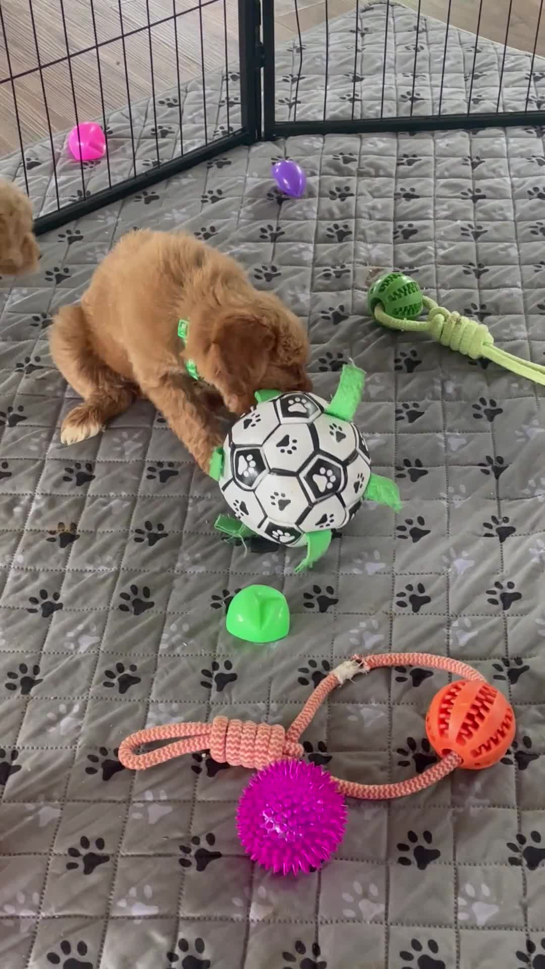 Mini Goldendoodle dogs for sale: Ms. Mona - Video 1