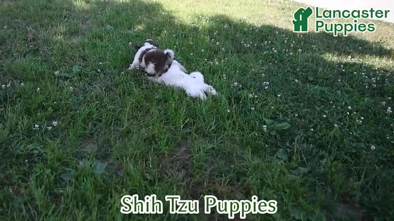 Shih Tzu dogs for sale: Stuey - Video 1