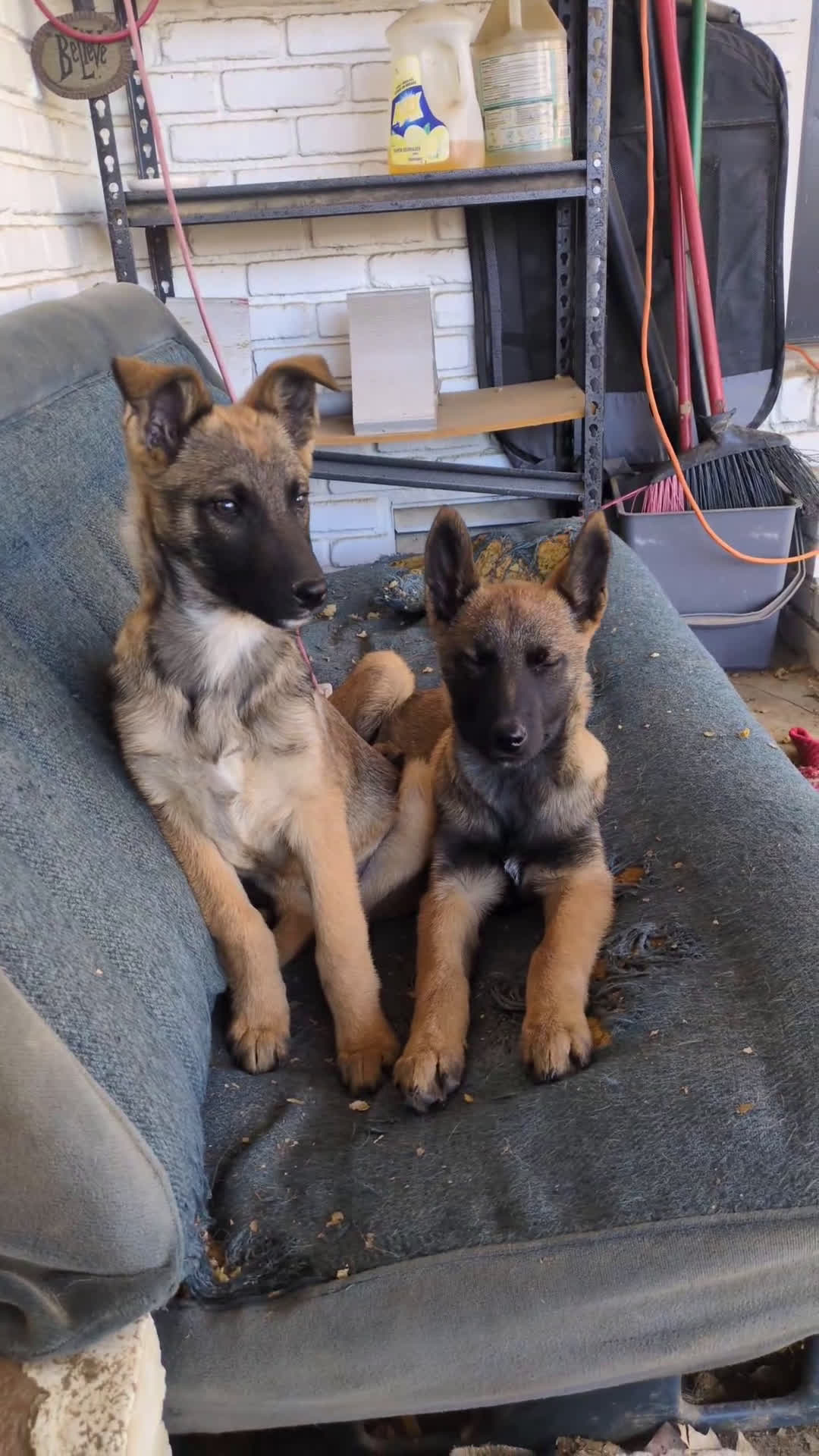 Mixed Breed dogs for sale: Stacy - Video 2