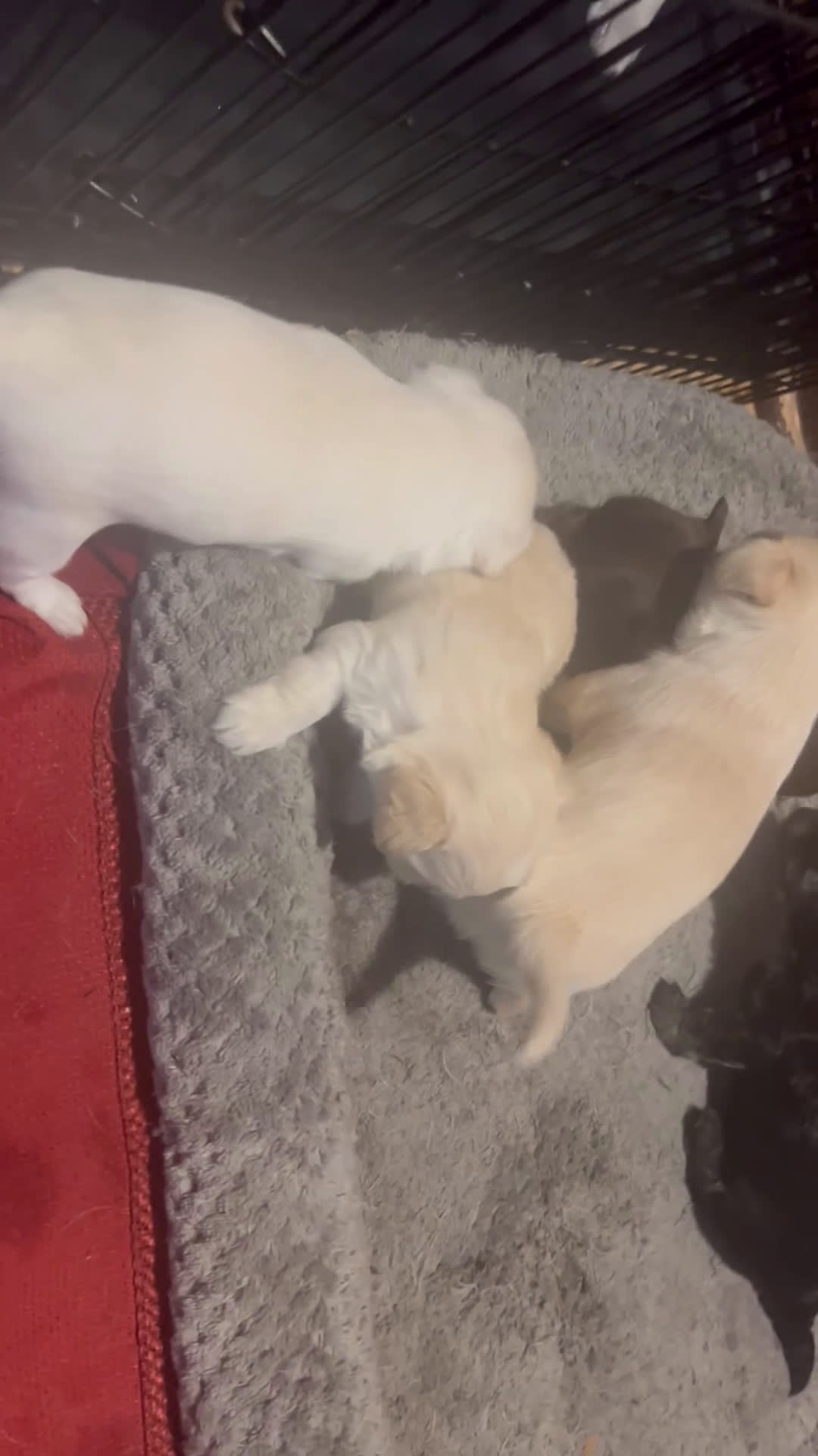 Chihuahua dogs for sale: Chihuahua Puppy 3 - Video 1