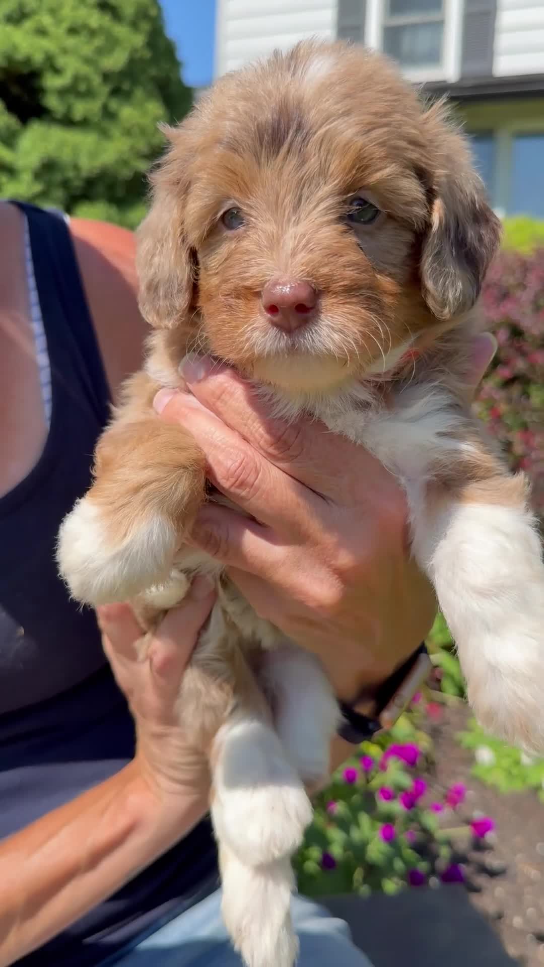 Bernedoodle dogs for sale: Ginger - Video 1