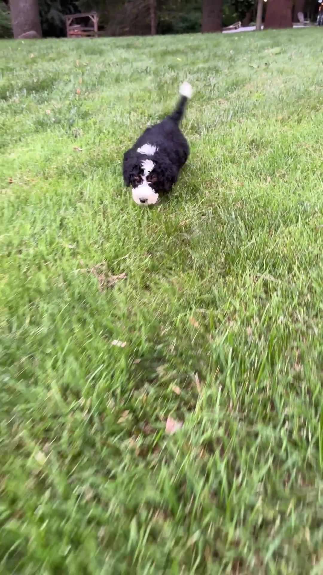 Mini Bernedoodle dogs for sale: Cooper - Video 1