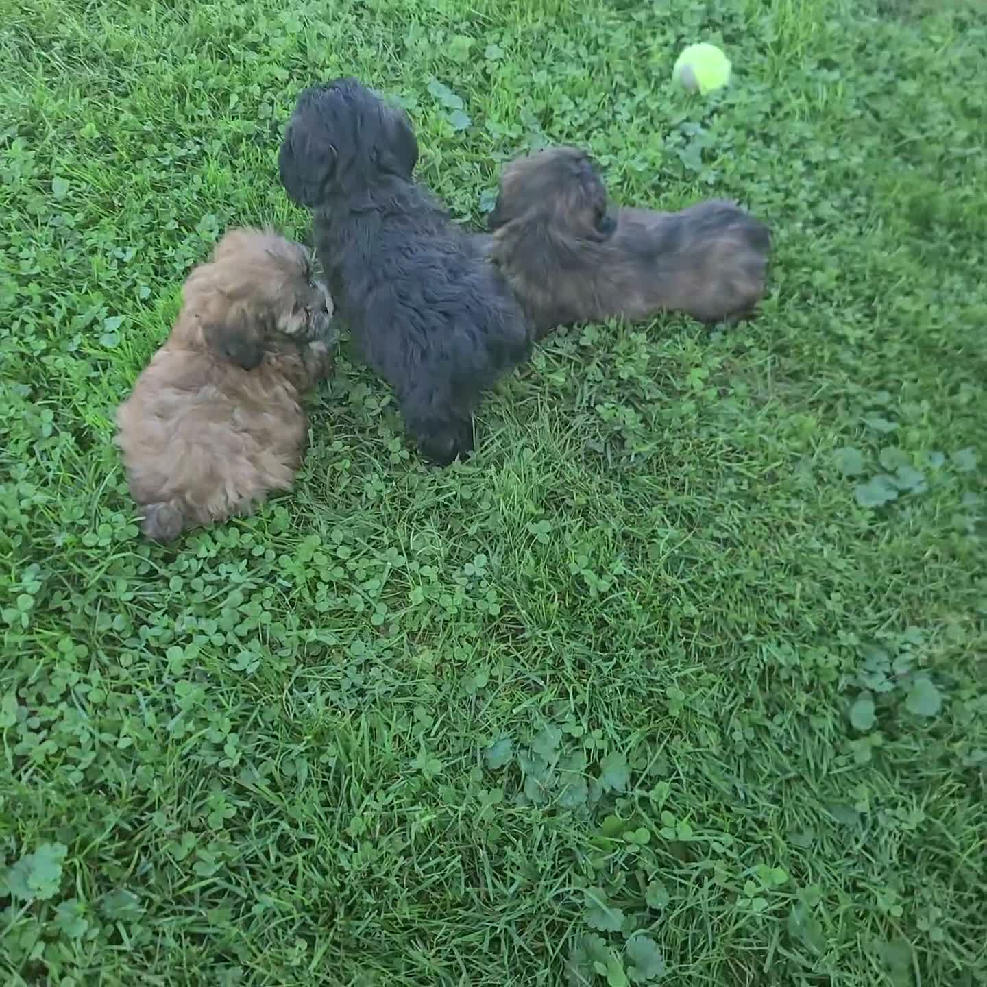 Shihpoo dogs for sale: Carson - Video 2