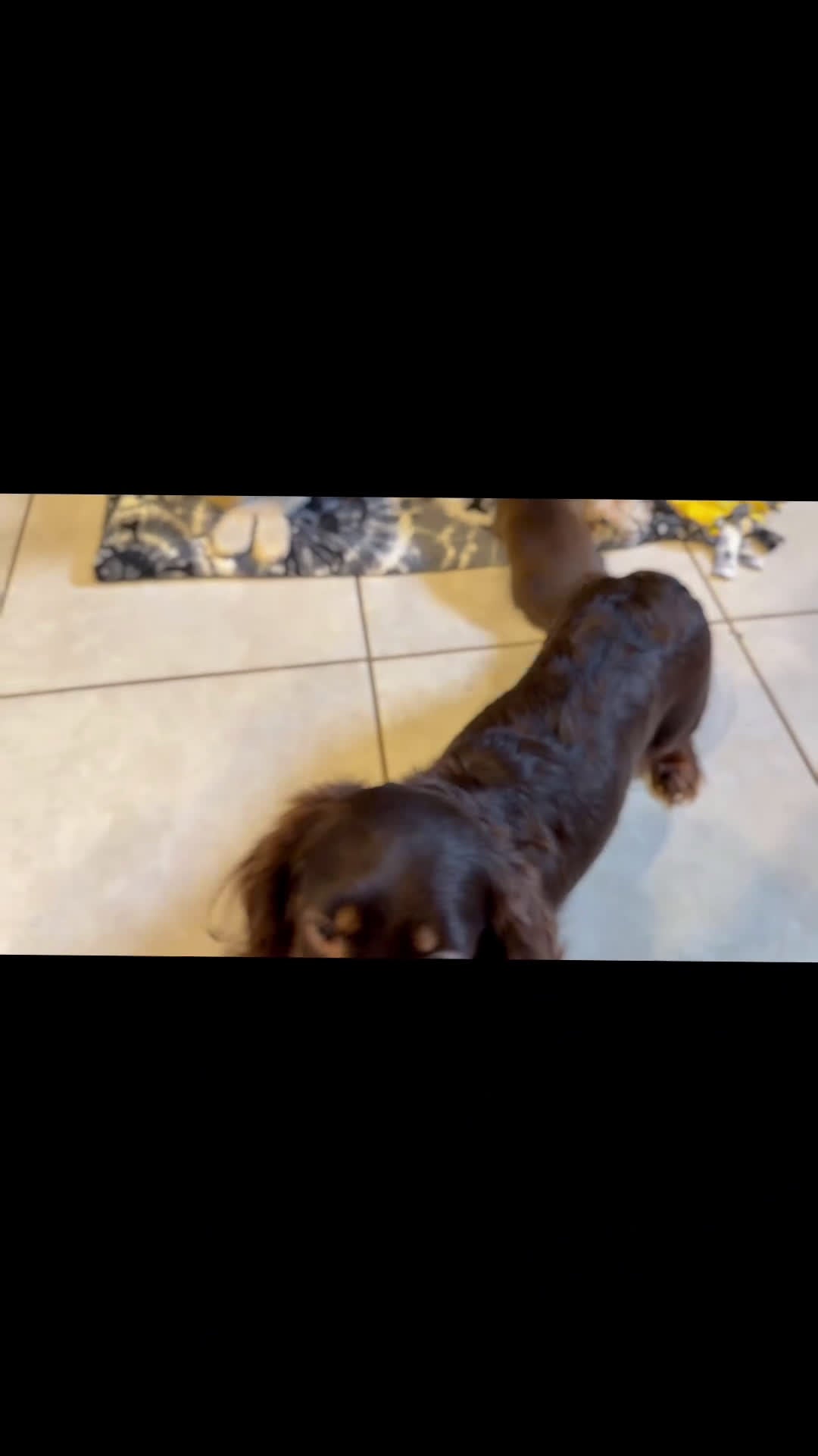 Miniature Dachshund dogs for sale: Lance LH DNA OFA  - Video 1