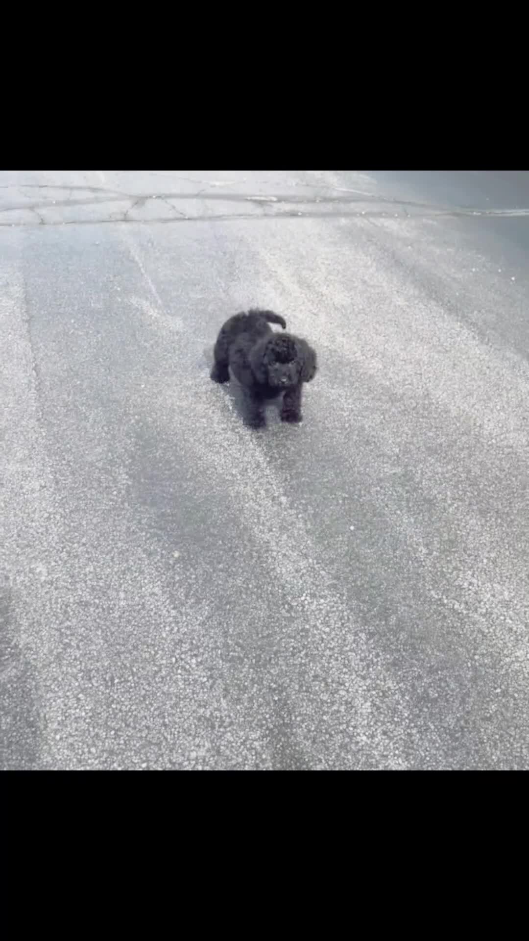 Maltipoo dogs for sale: Lumara - Video 1