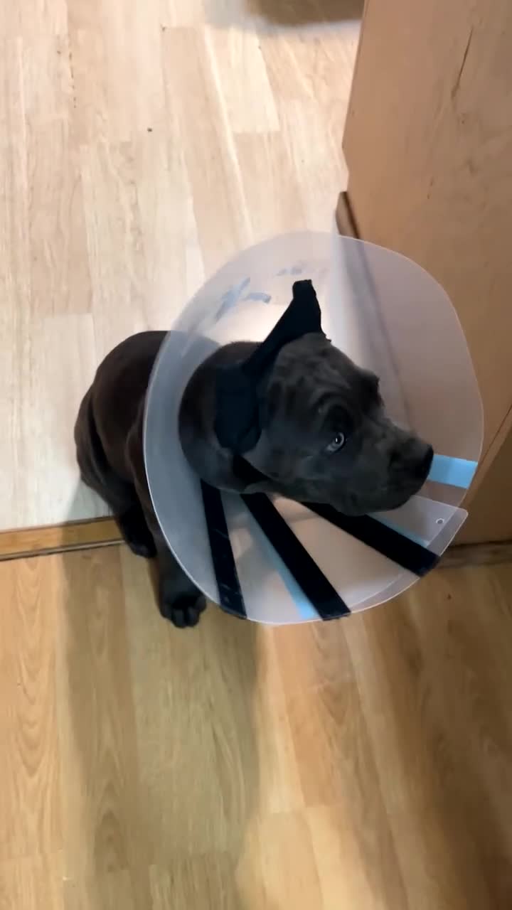 Cane Corso dogs for sale: Blue blue - Video 1