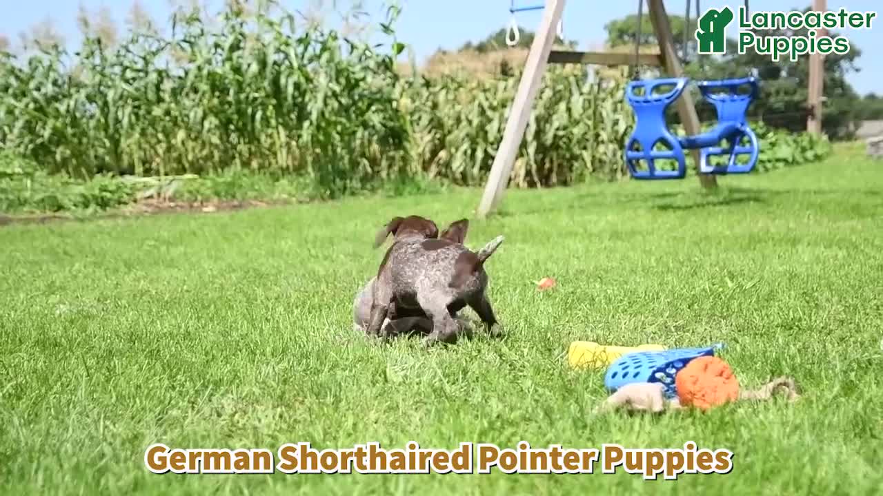 German Shorthaired Pointer dogs for sale: Diamond - Video 1