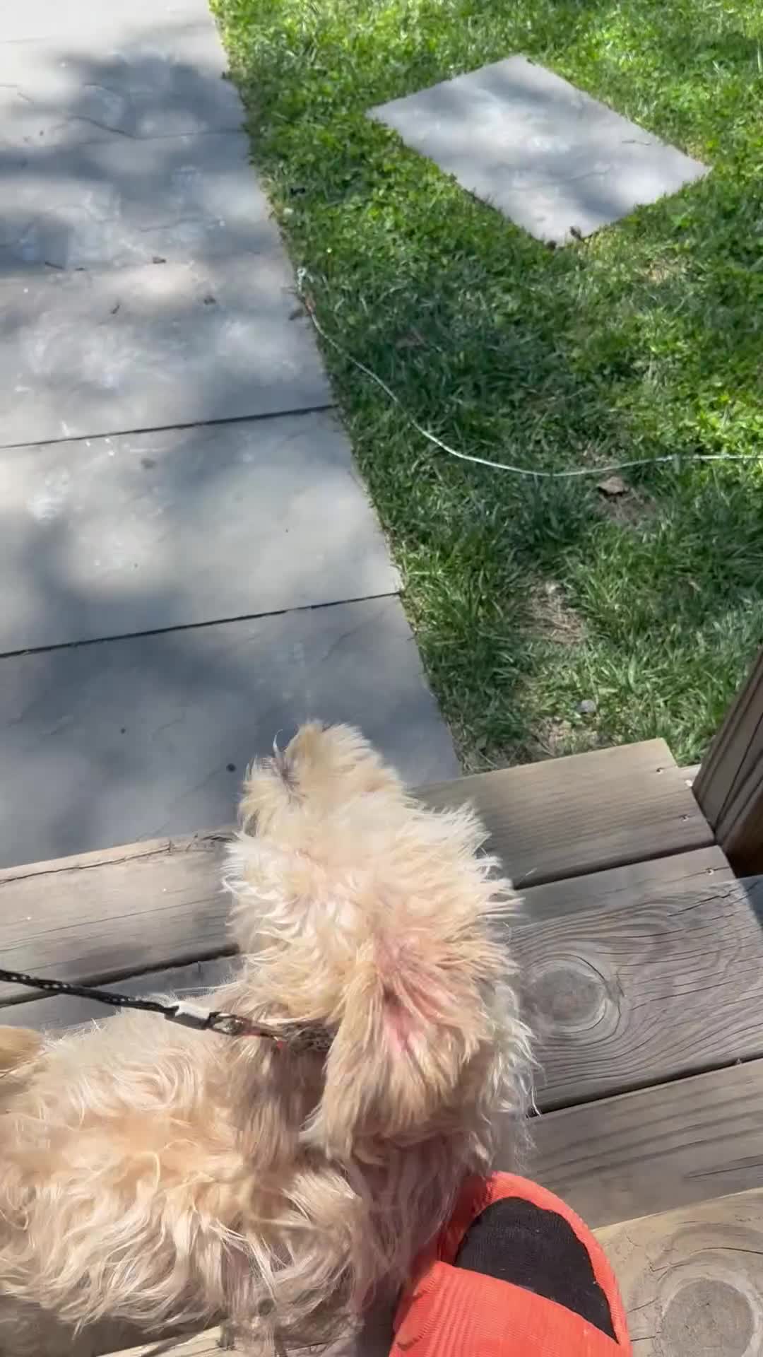 Mixed Breed dogs for sale: Mixed Breed Puppy 1 - Video 1