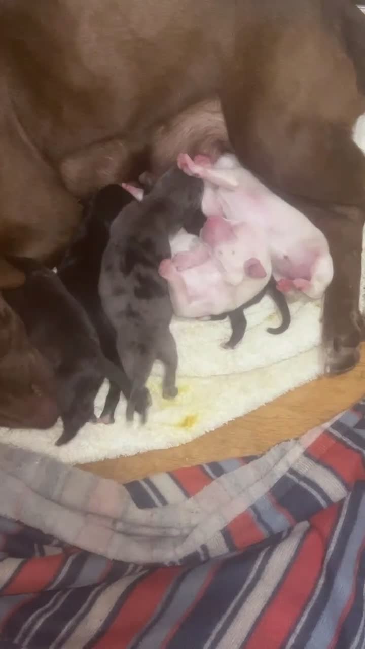 American Pit Bull Terrier dogs for sale: American Pit Bull Terrier 1 - Video 1