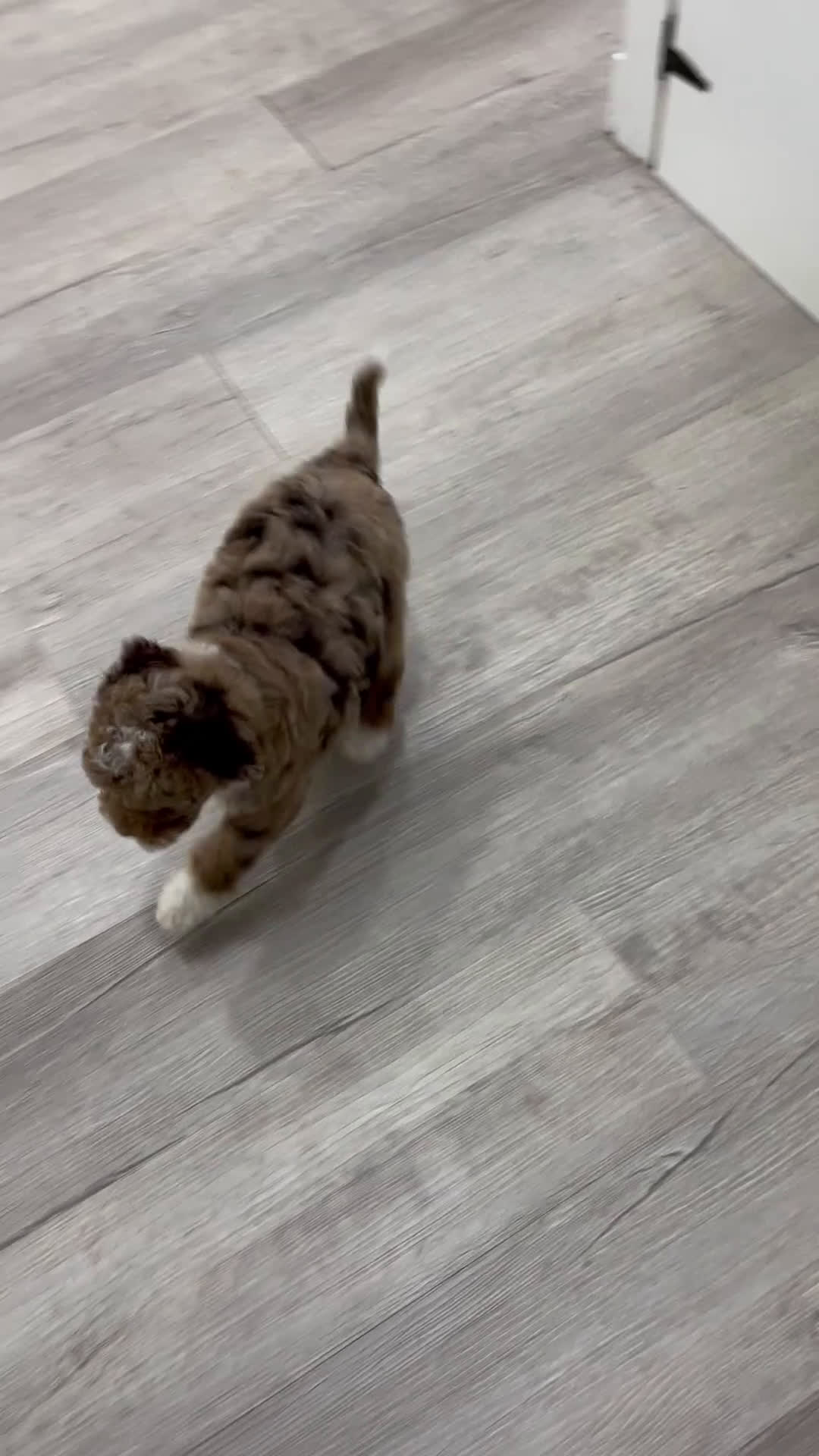 Mini Goldendoodle dogs for sale: Lilac - Video 1