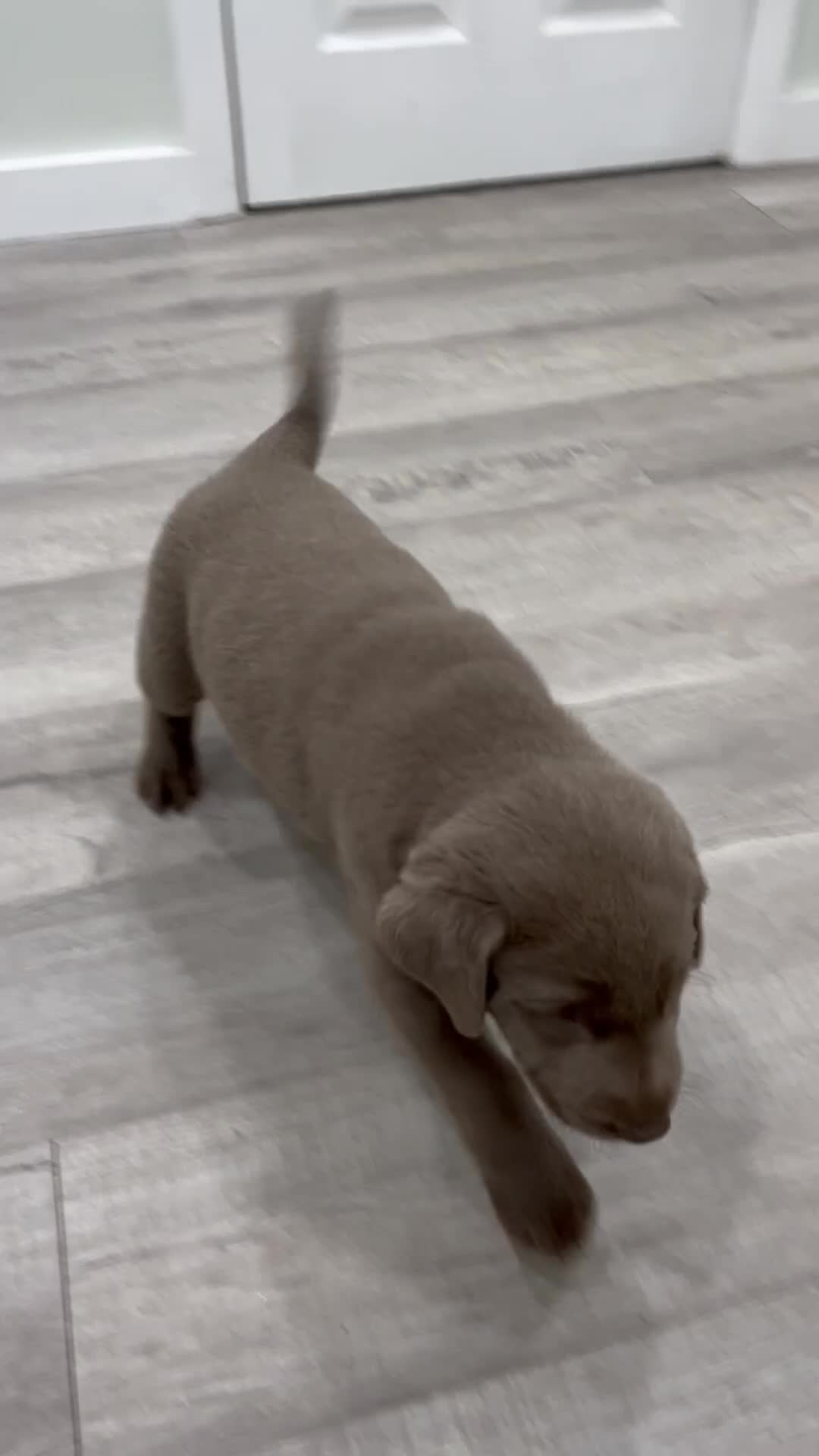 Labrador Retriever dogs for sale: Huxley - Video 1