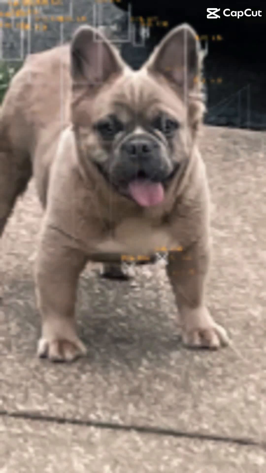 French Bulldog dogs for stud: Elite Fluffy French Bulldog Stud – SOSA (AKC) - Video 2