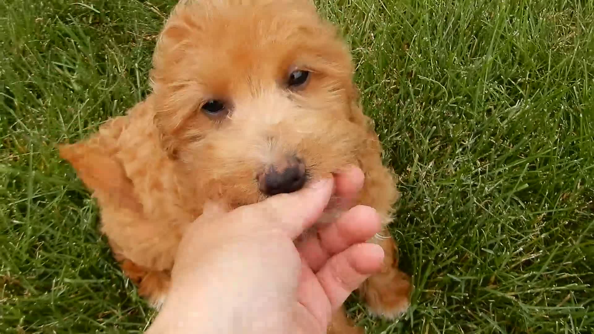 Mini Goldendoodle dogs for sale: Betsie - Video 1