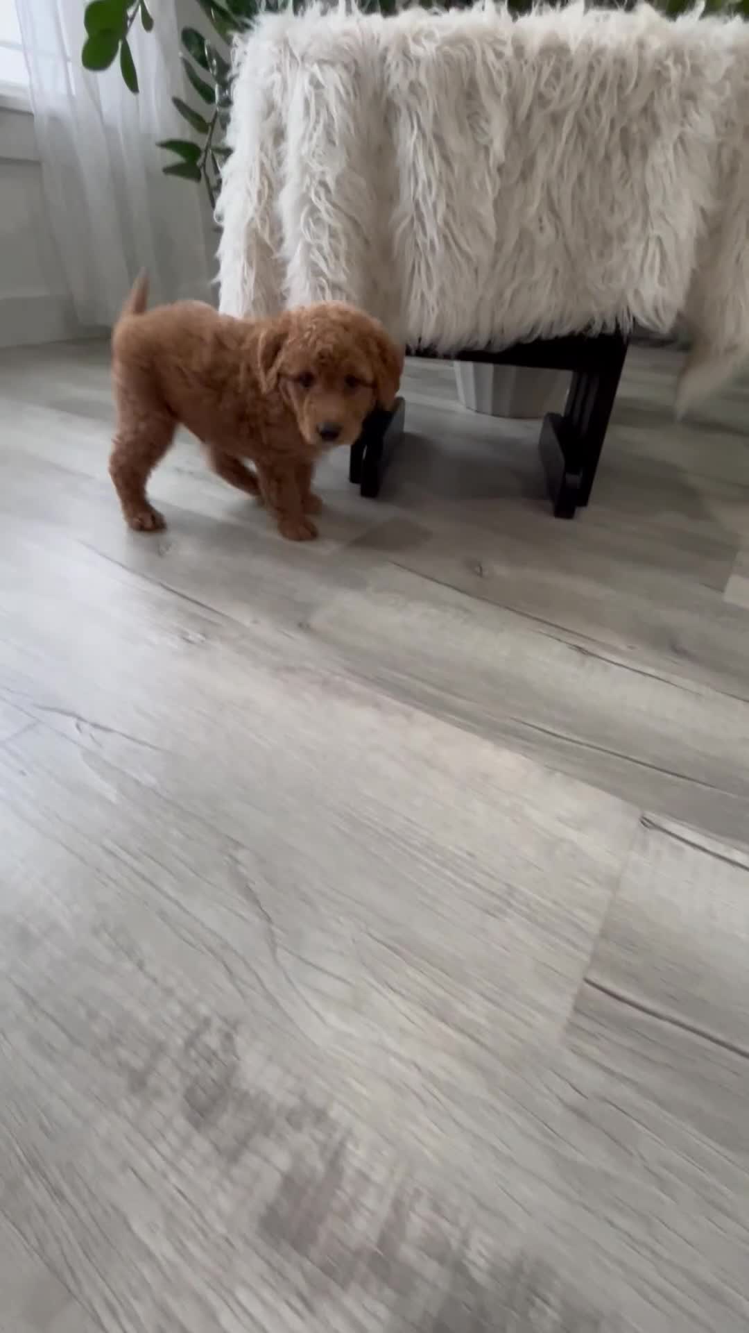 Mini Goldendoodle dogs for sale: Carter - Video 2