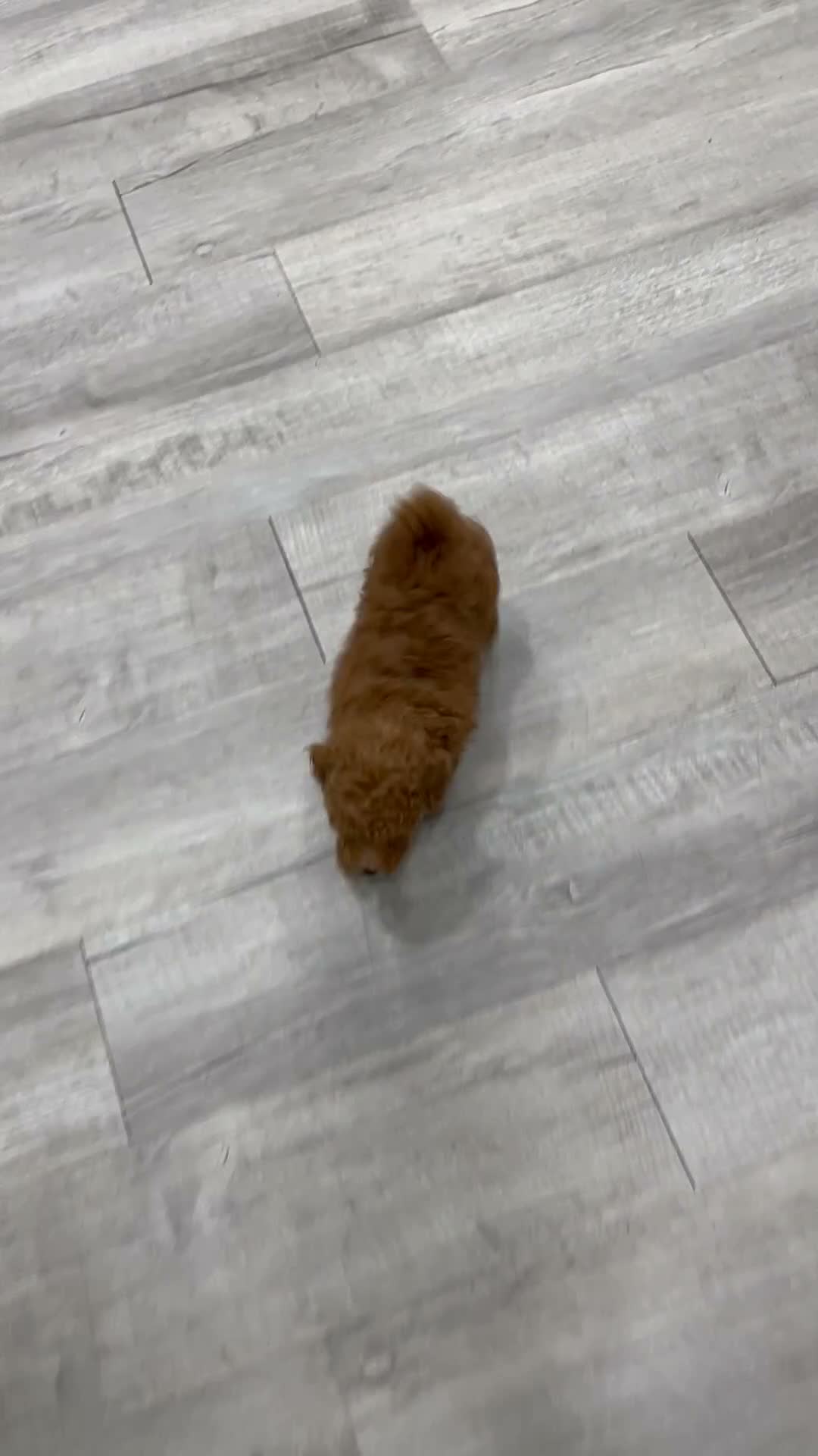 Bichpoo dogs for sale: Zaylee - Video 1