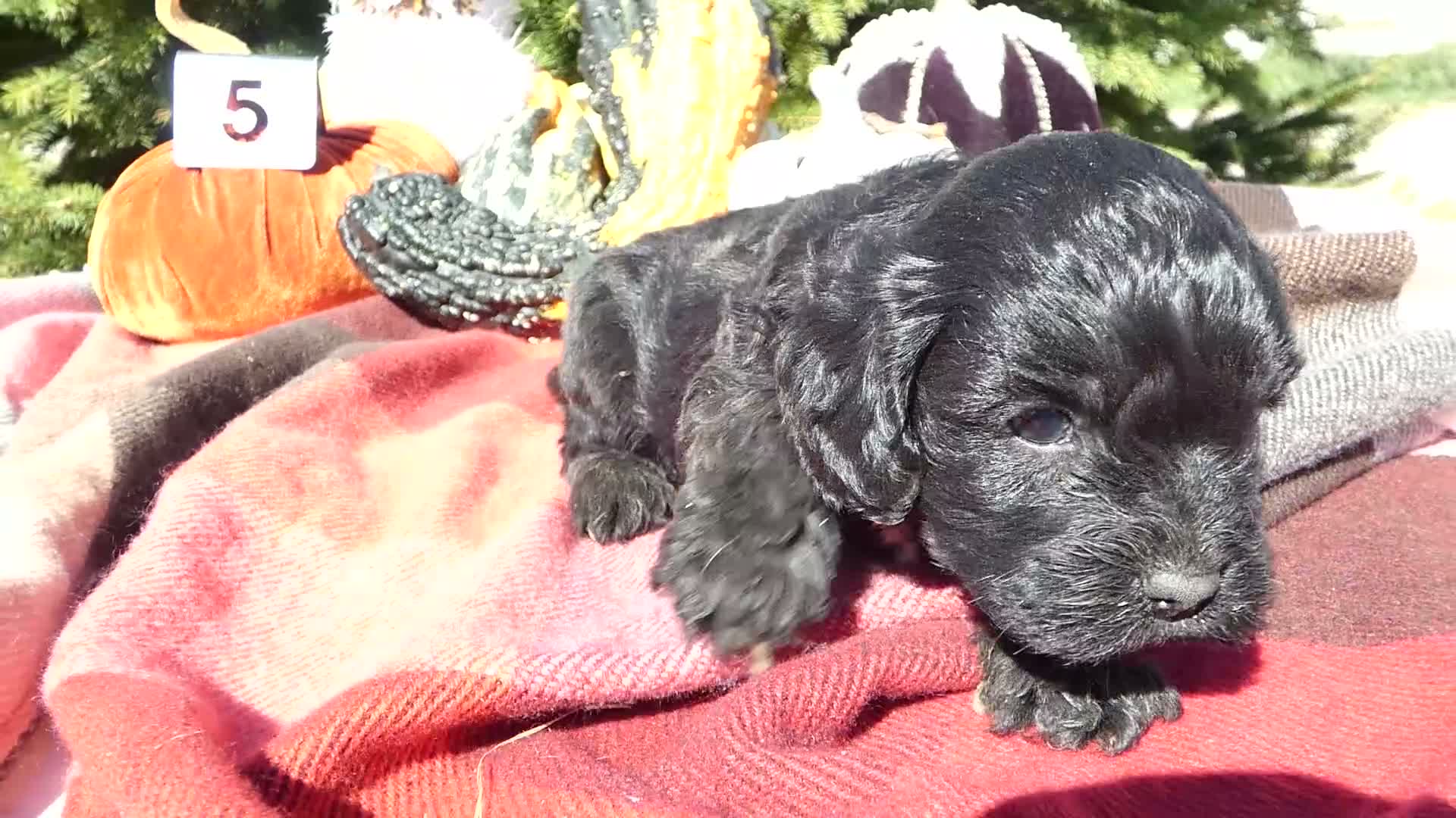 Cavapoo dogs for sale: Cavapoo 4 Duffy - Video 3