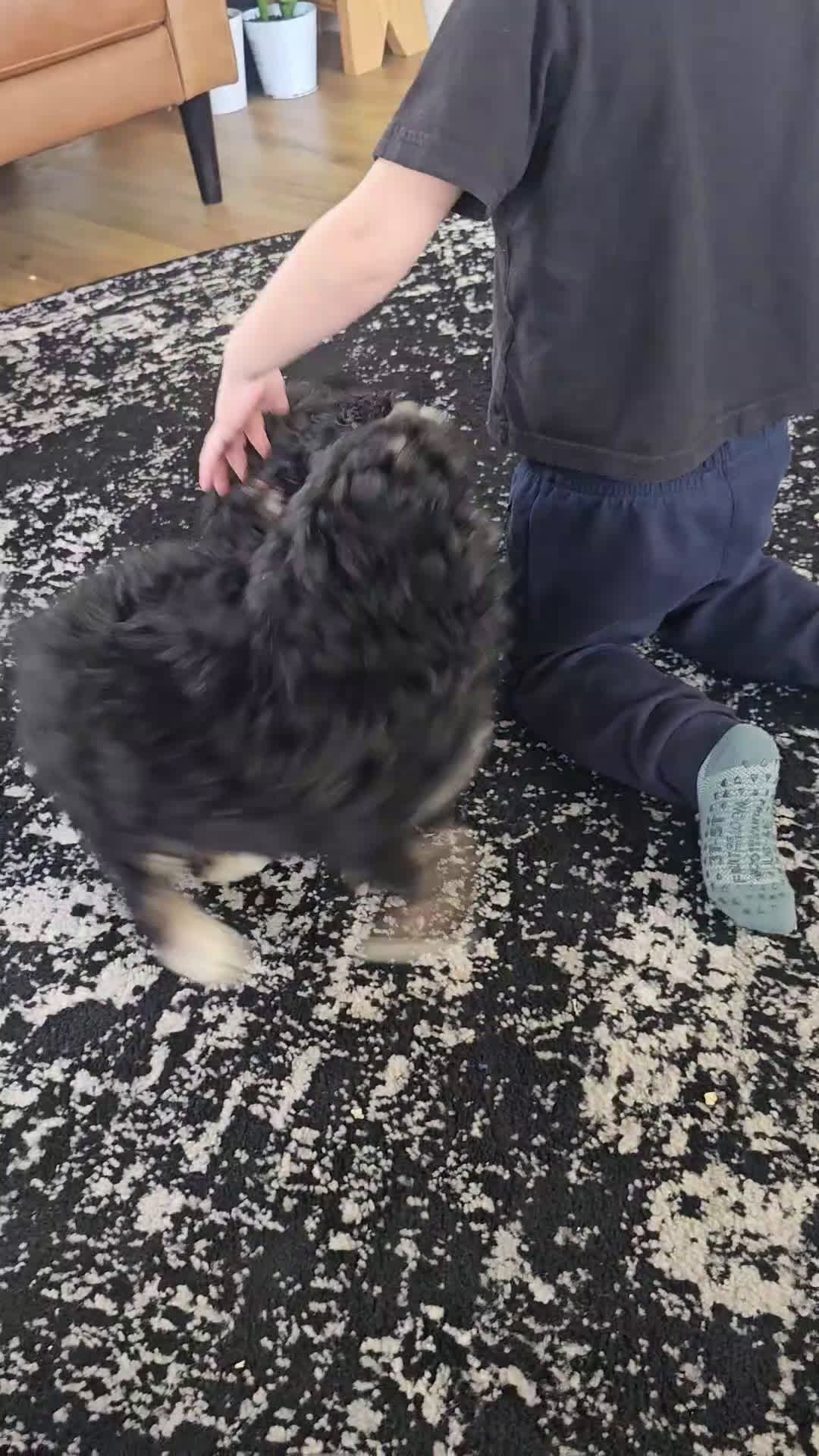 Mini Bernedoodle dogs for sale: Jack - Video 2