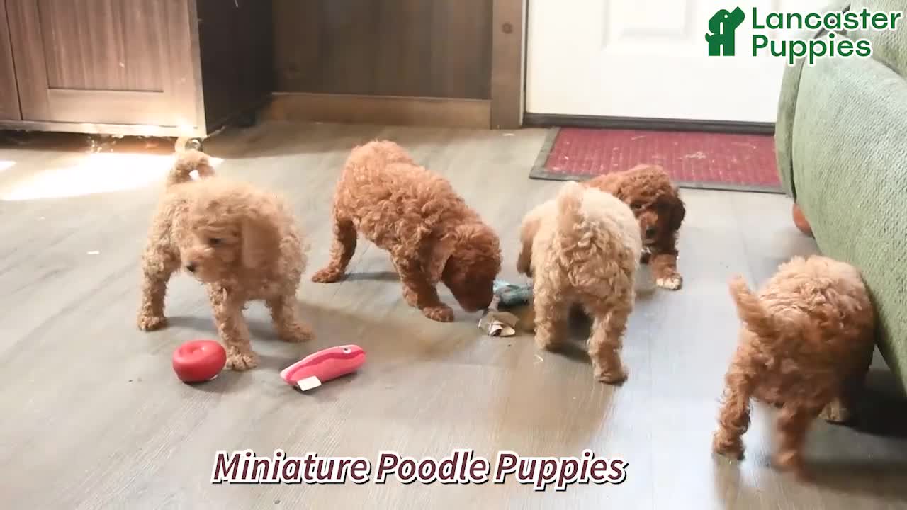 Miniature Poodle dogs for sale: Hector - Video 1