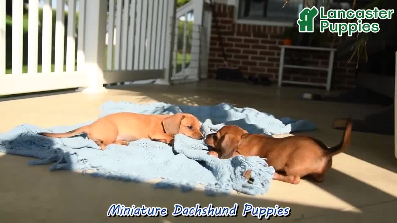 Miniature Dachshund dogs for sale: Rosie - Video 1
