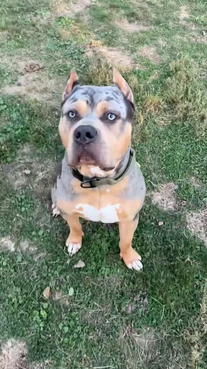 American Bully dogs for sale: Fawn ghost Merle  - Video 5