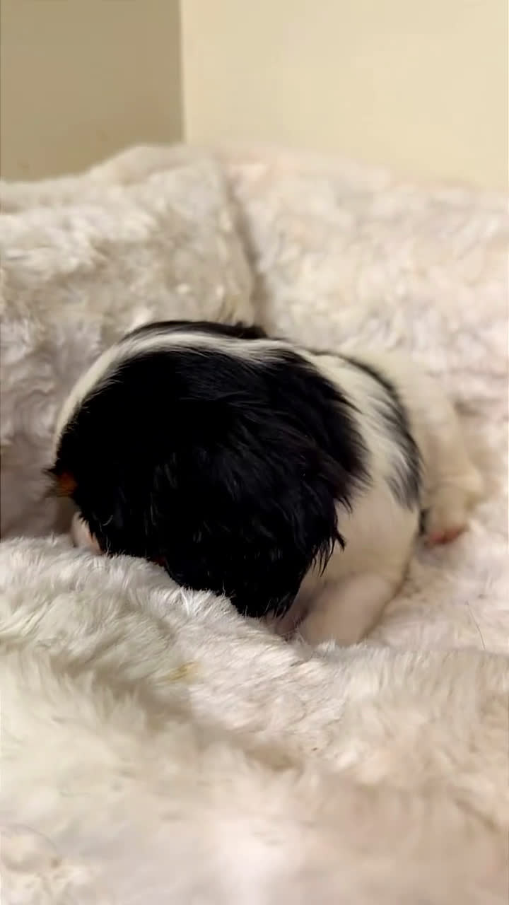 Cavalier King Charles Spaniel dogs for sale: Willow  - Video 1