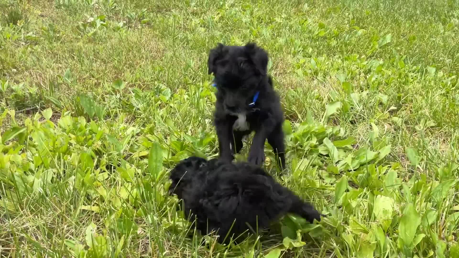 Mixed Breed dogs for sale: Lori - Video 1