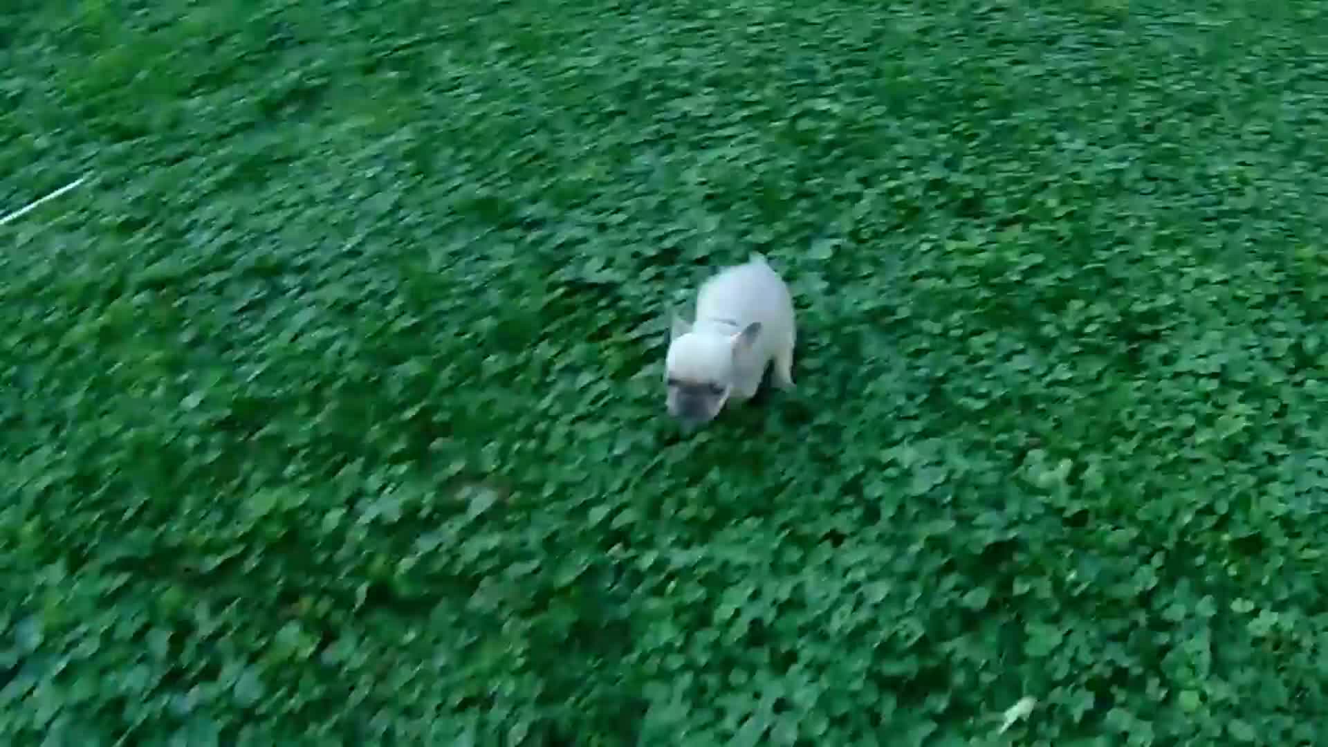 French Bulldog dogs for sale: Mitchell - Video 1