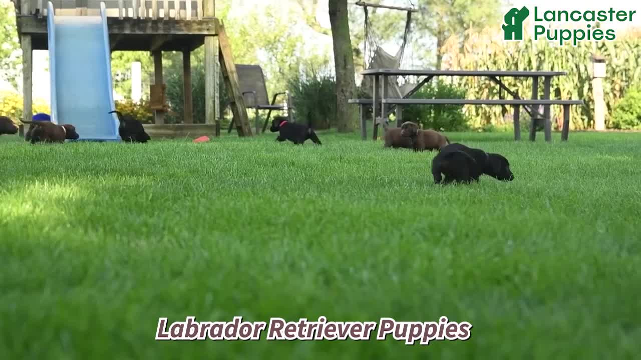 Labrador Retriever dogs for sale: Palmer - Video 1
