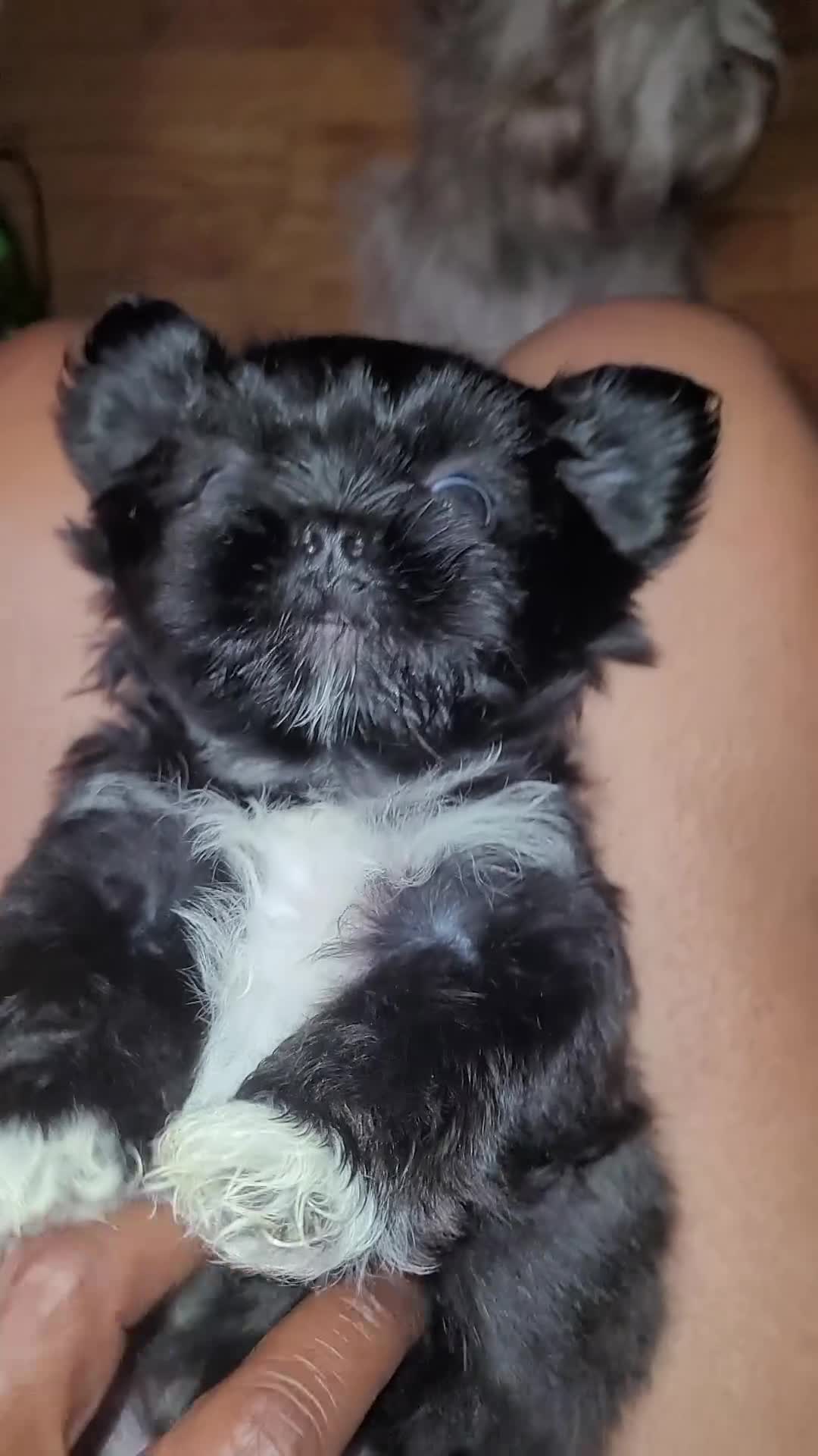 Shih Tzu dogs for sale: Crypto  - Video 1