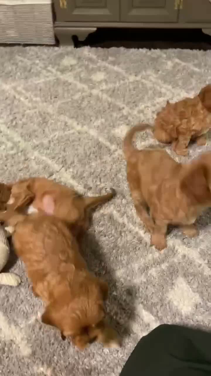 Cavapoo dogs for sale:  River - Video 1