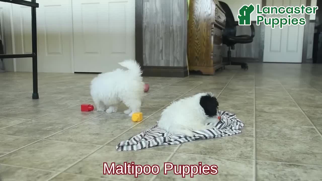 Maltipoo dogs for sale: Smiles  - Video 1