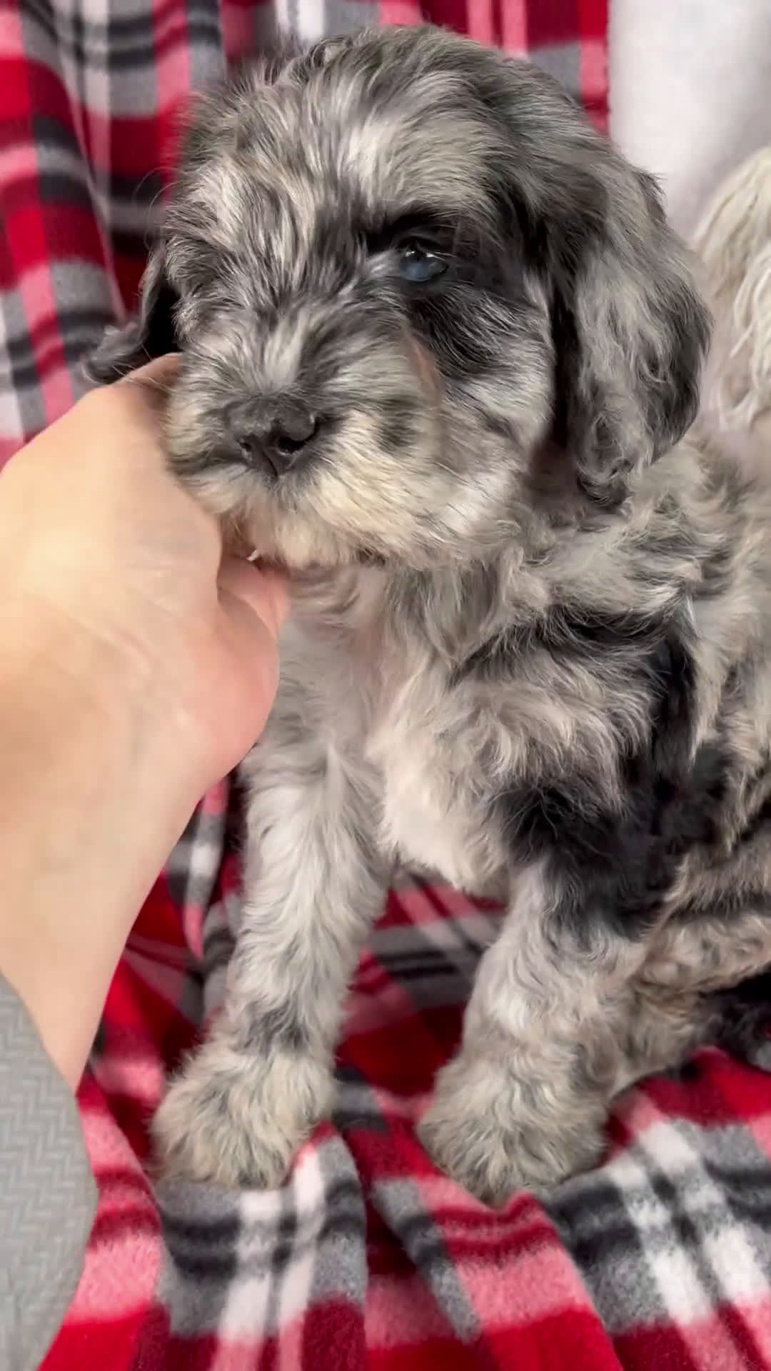 Schnoodle dogs for sale: Derrick - Video 1