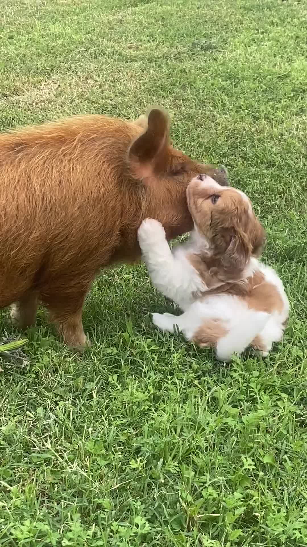 Mini Aussiedoodle dogs for sale: Athena - Video 2