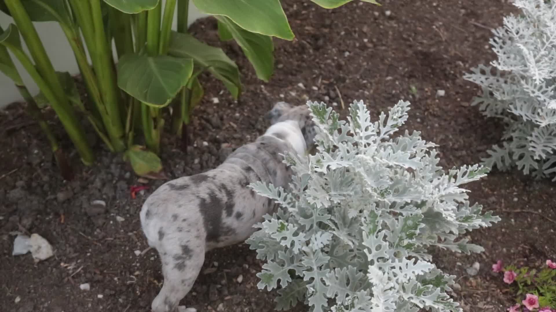 Mixed Breed dogs for sale: Splendor Victorian Bulldog - Video 1