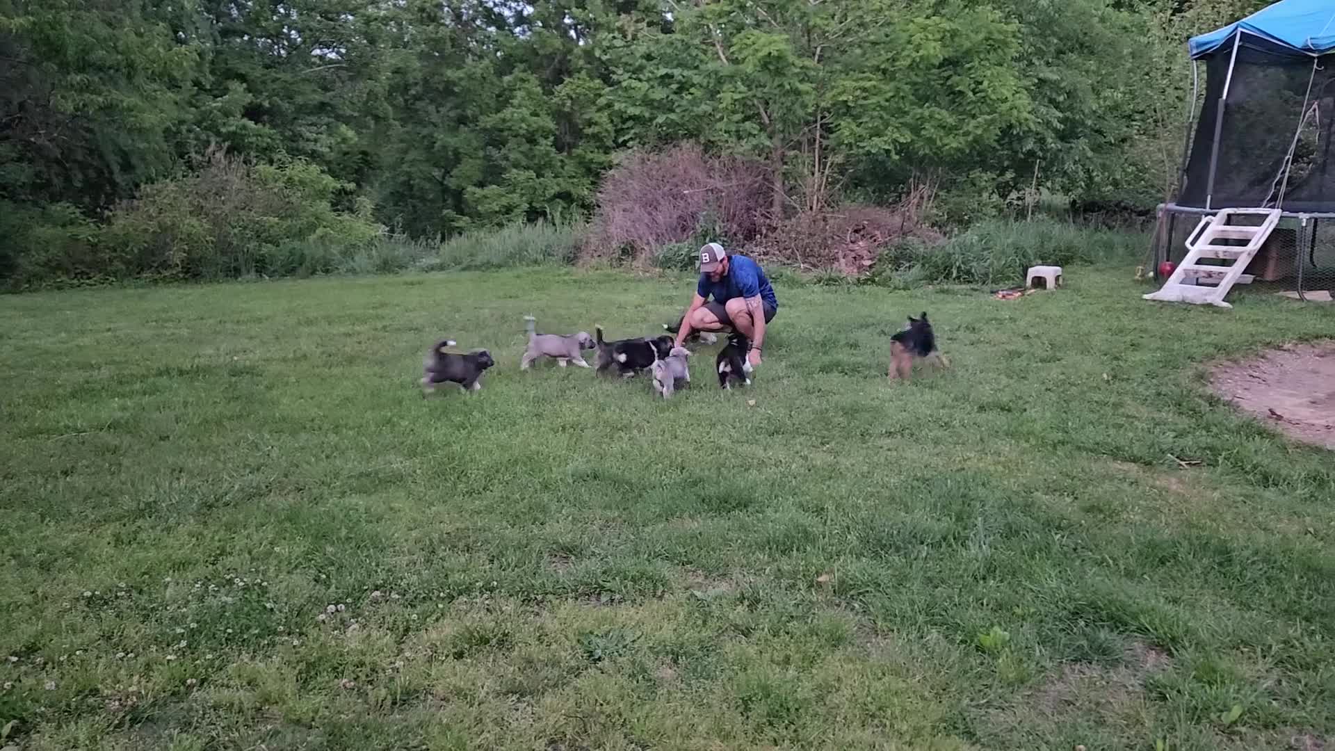 Mixed Breed dogs for sale: Bashful - Video 1