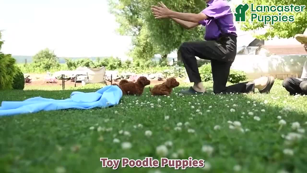 Toy Poodle dogs for sale: Freddy - Video 1