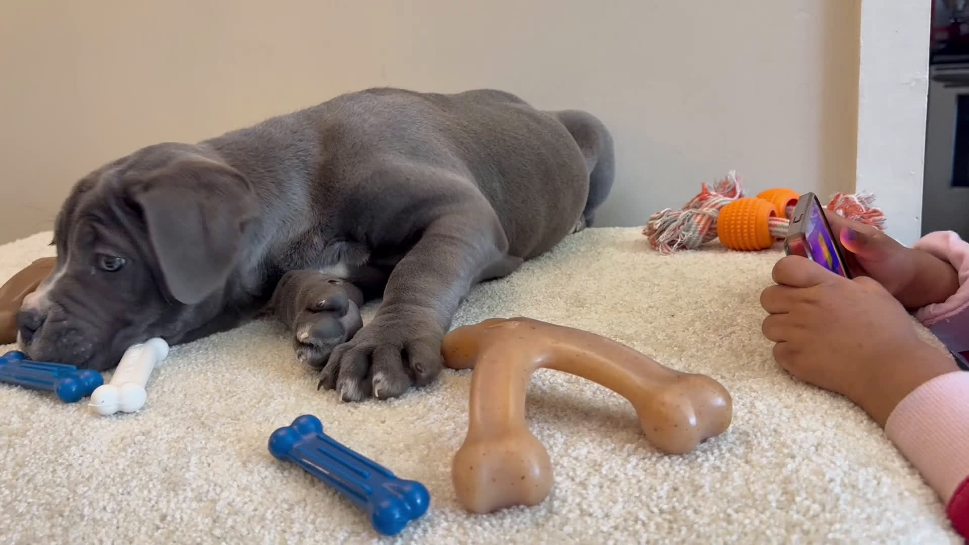 Cane Corso dogs for sale: Cane Corso Puppy 1 - Video 1