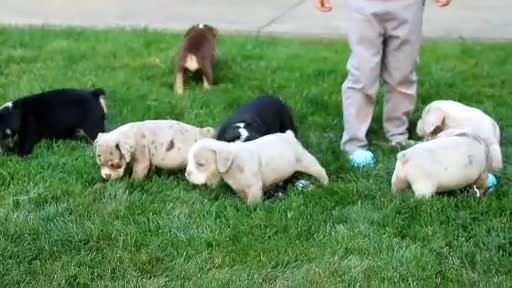 Beabull dogs for sale: Bo - Video 1