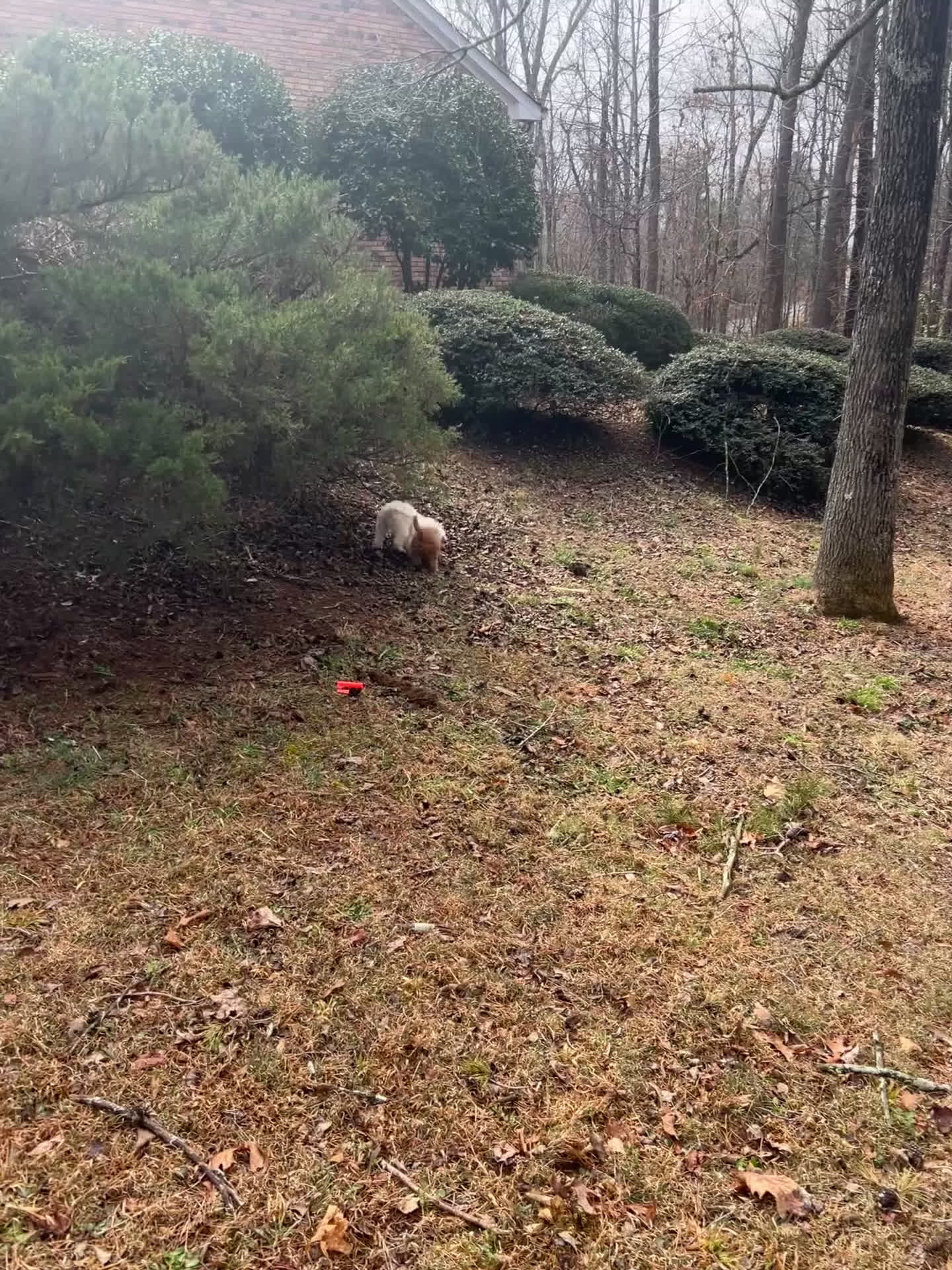 Cavachon dogs for sale: Cavachon Puppy 1 - Video 1