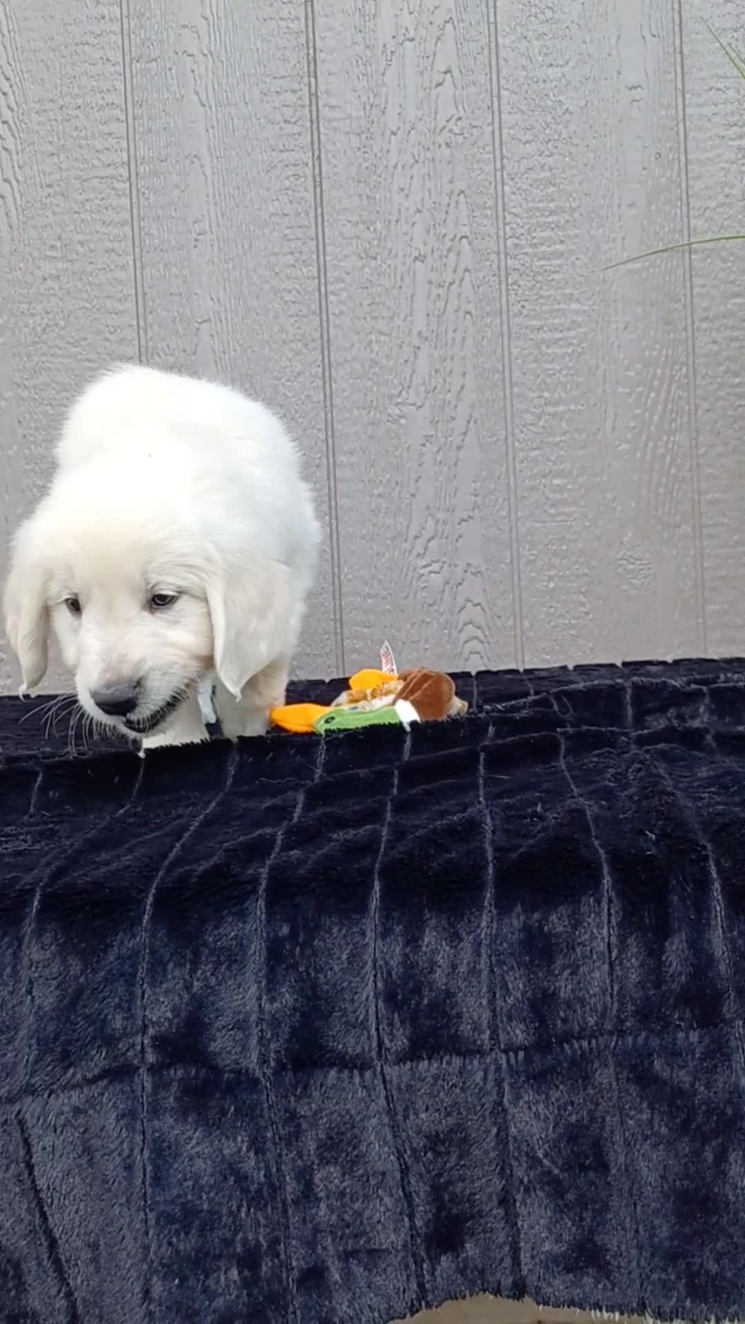Golden Retriever dogs for sale: Aloha - Video 1