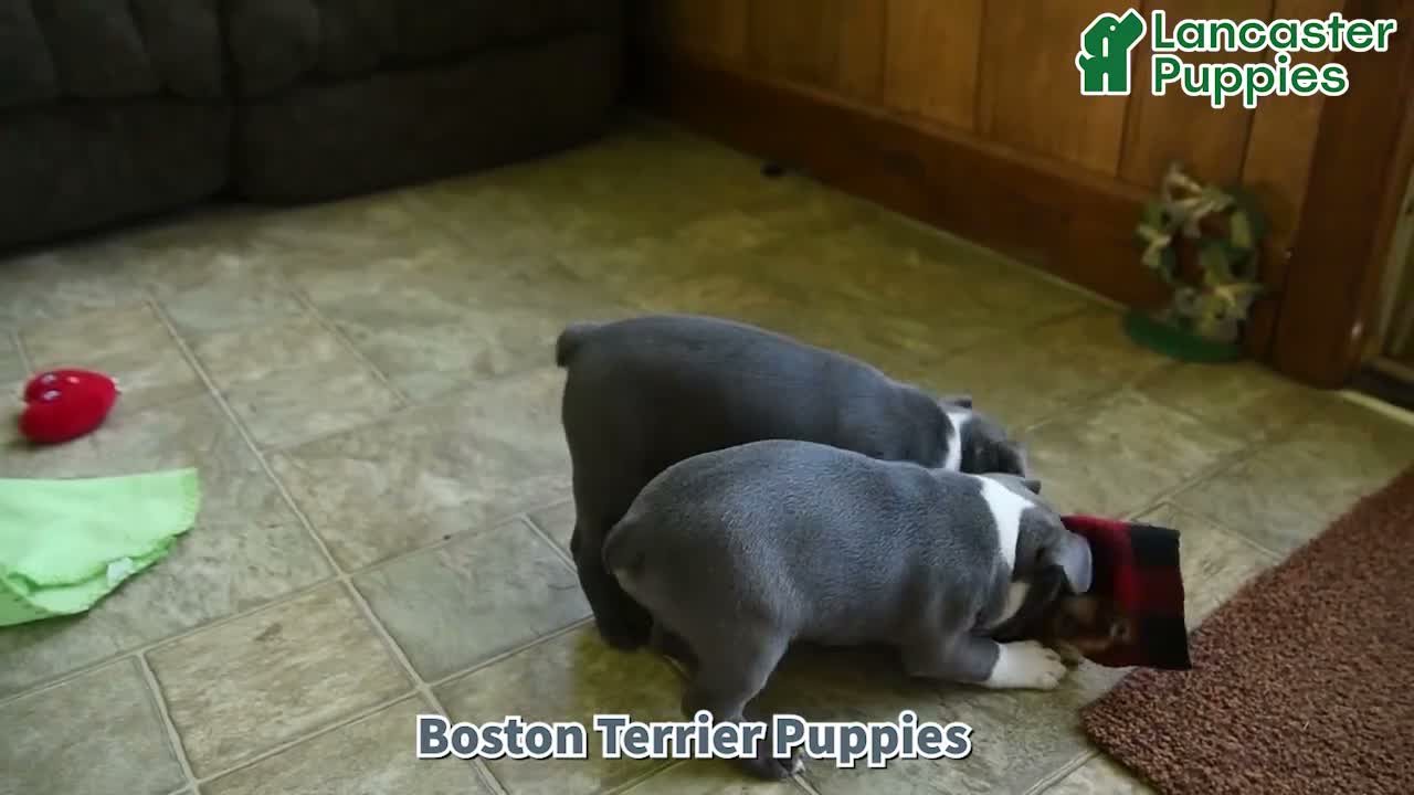 Boston Terrier dogs for sale: Elvis - Video 1