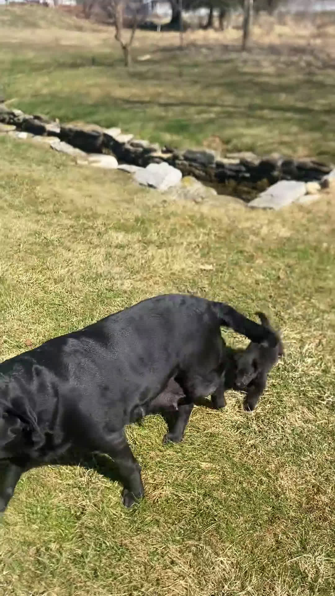 Mixed Breed dogs for sale: Mixed Breed Puppy 1 - Video 2