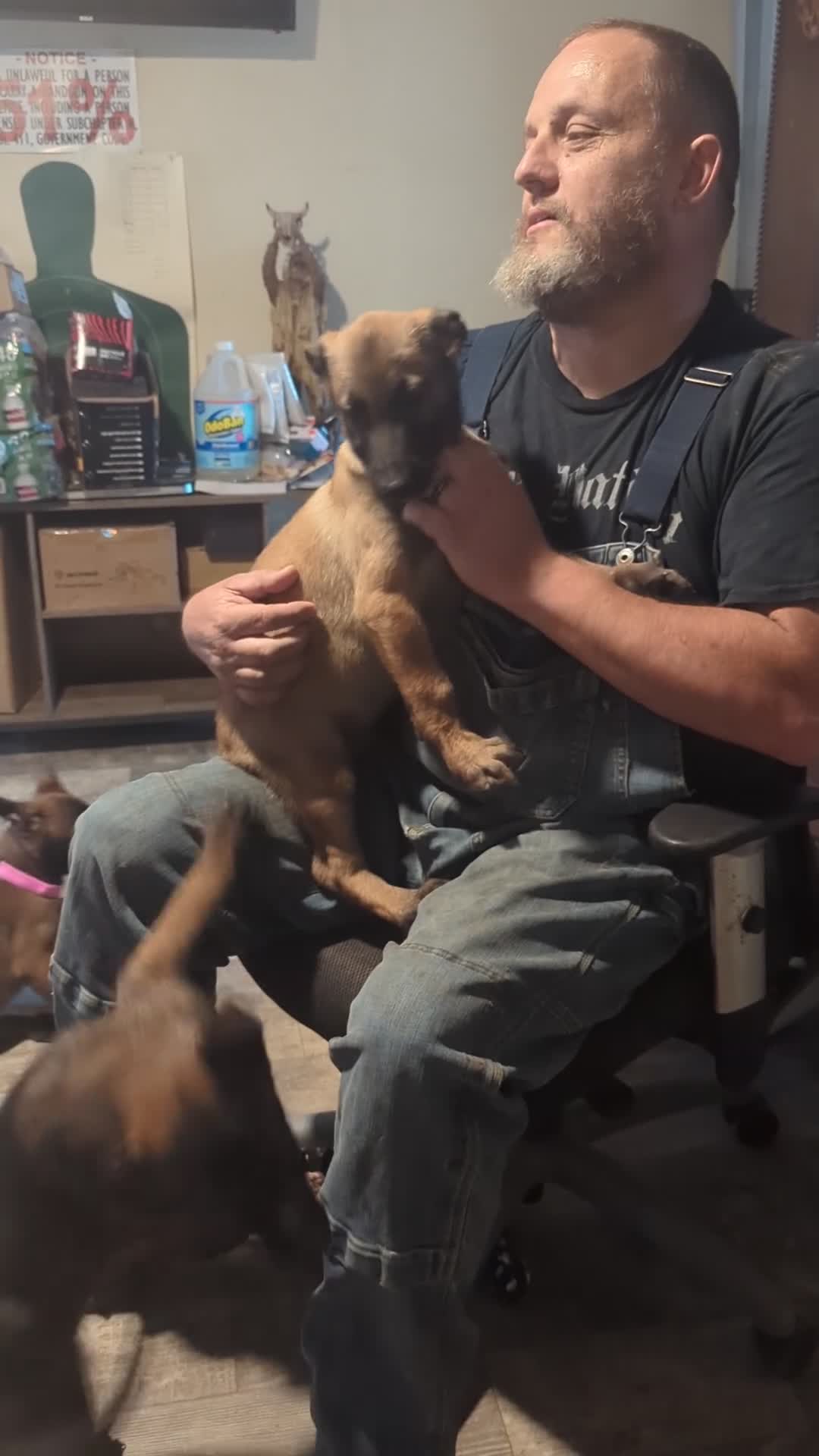 Belgian Malinois dogs for sale: Thalia (purple collar) - Video 1