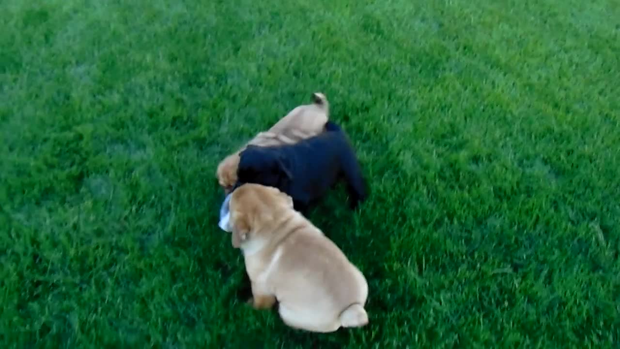 Mixed Breed dogs for sale: Ike - Video 2
