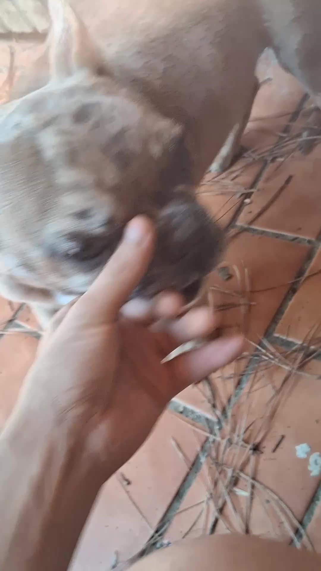 French Bulldog dogs for sale: French Bulldog 1 - Video 1