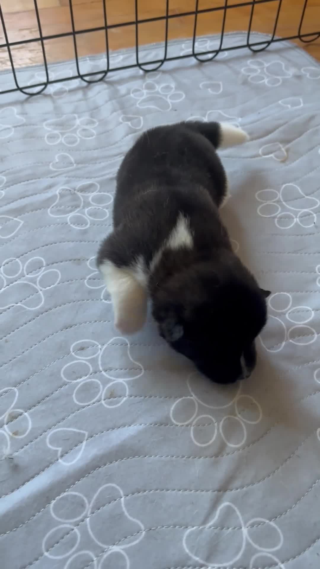 Akita dogs for sale: Akita 1 - Video 1