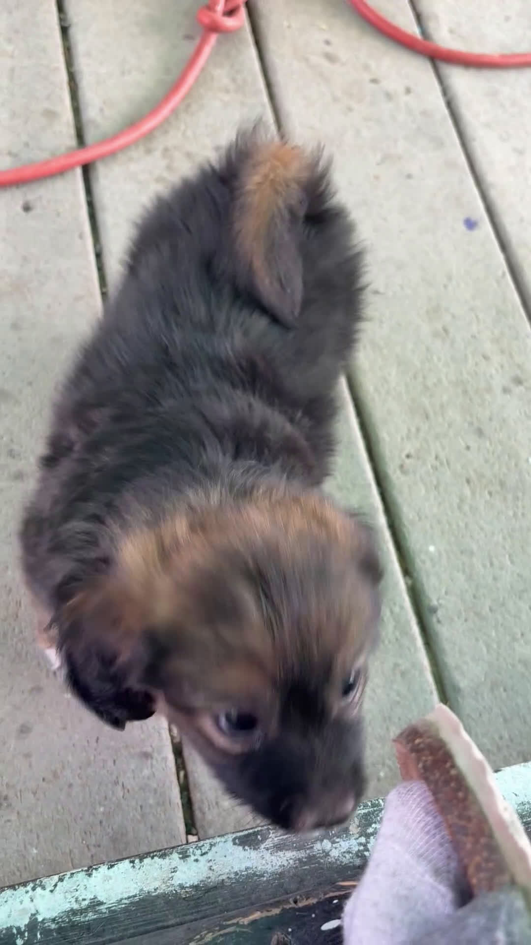 Mixed Breed dogs for sale: Mixed Breed Puppy 1 - Video 1