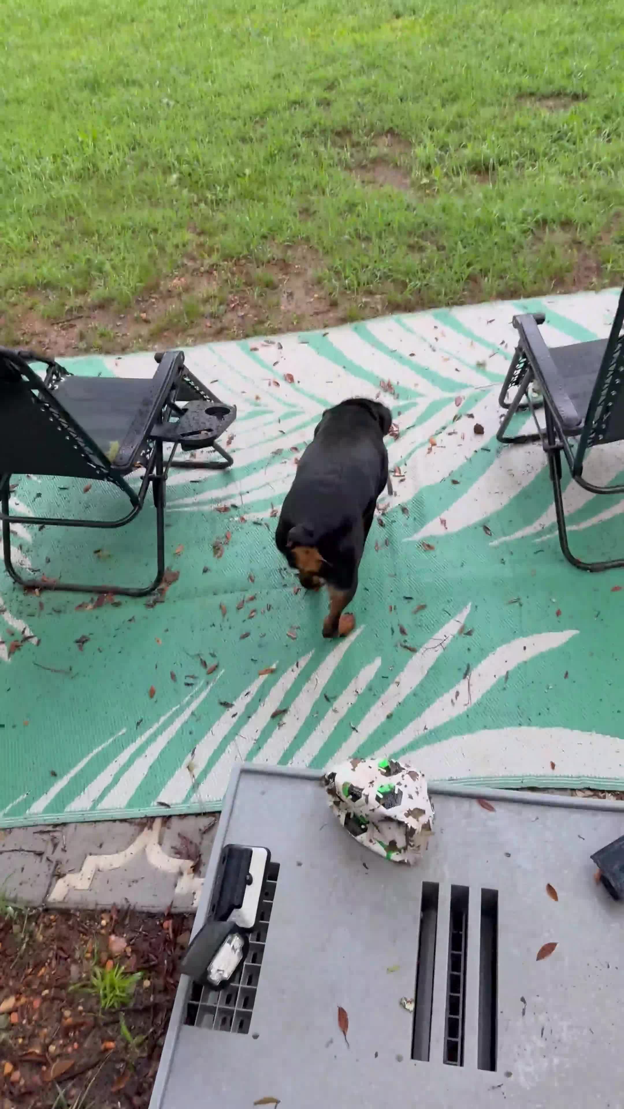 Rottweiler dogs for sale: Millie Grace - Video 1