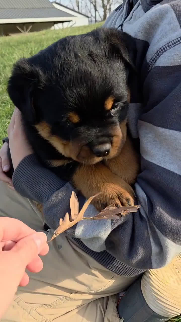 Rottweiler dogs for sale: Mr Buster - Video 1
